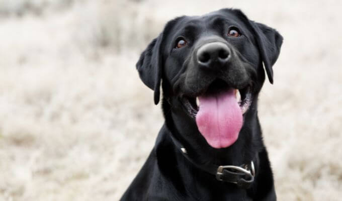 a happy dog