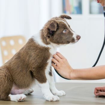 vet using a stethoscope to check a puppy