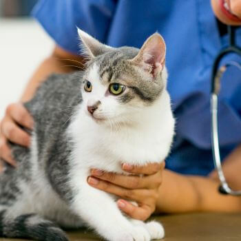 veterinarian checking on cat