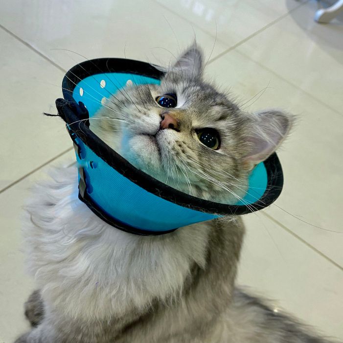 a cat wearing a surgery cone