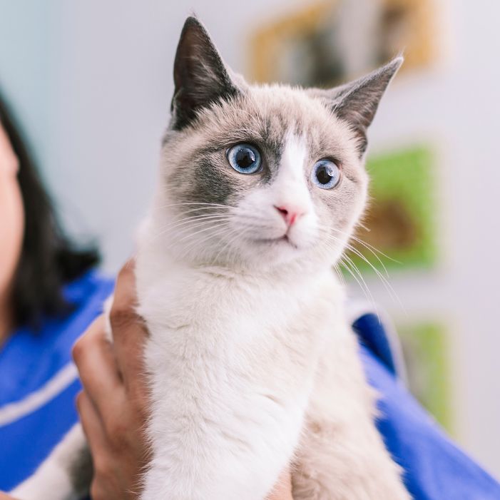 a vet holding a cat