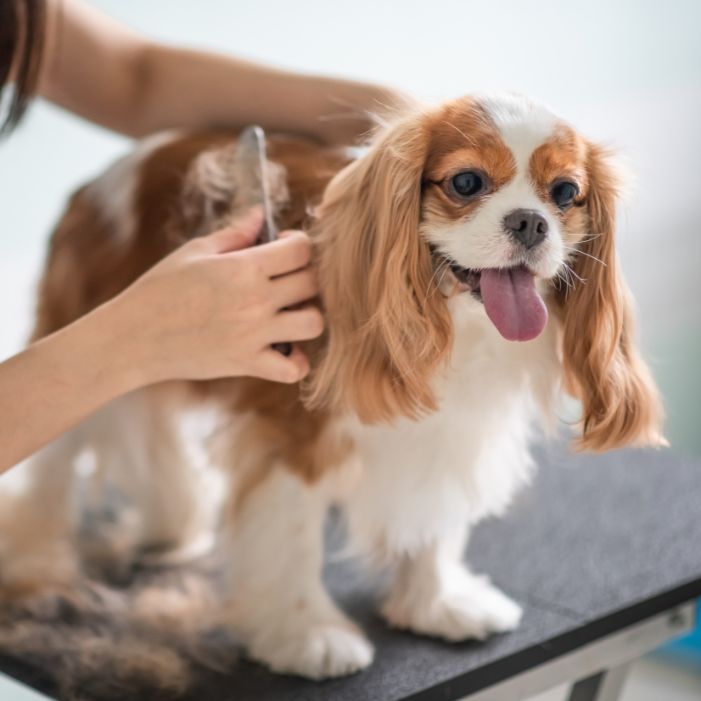 groomer grooming a dog