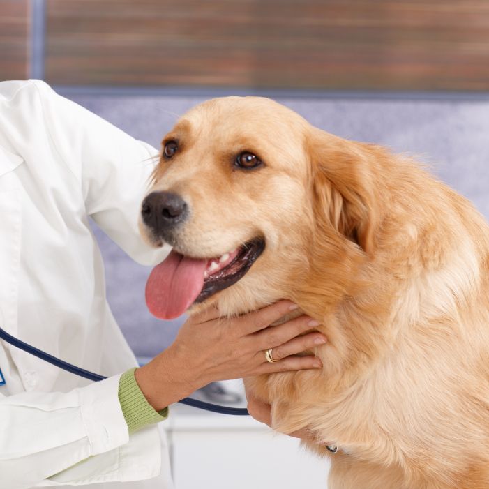 vet examining a happy dog